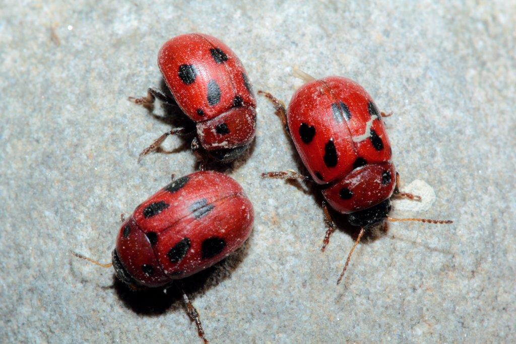 Gonioctena fornicata in Provincia di Modena,sul fiume Panaro